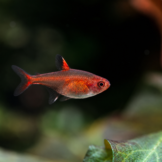 Ember Tetra