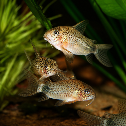 Smudge Spot Corydoras