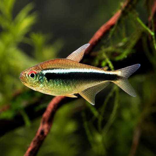 Black Neon Tetra