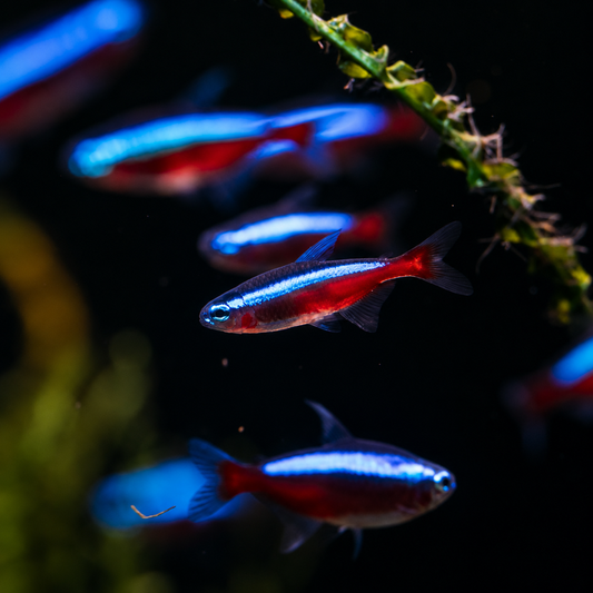 Cardinal Tetra