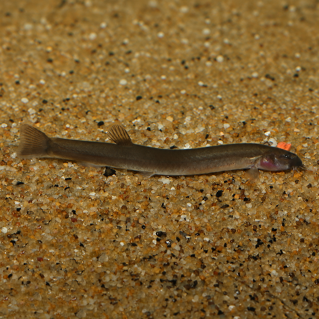 Black Kuhli Loach