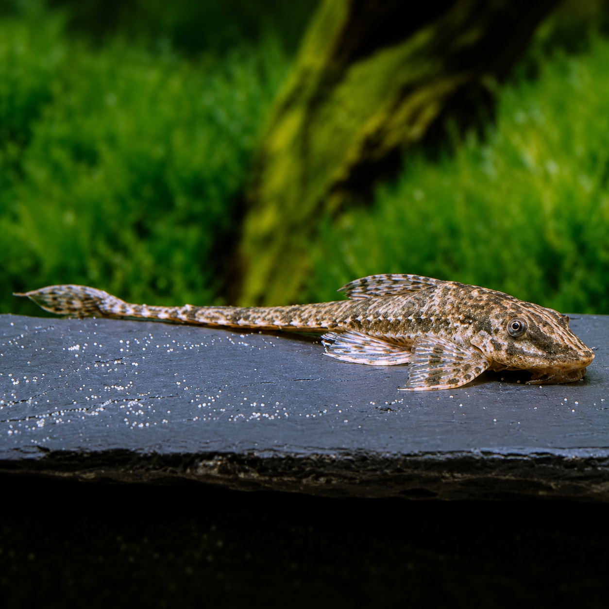 Whiptail Catfish (Rineloricaria parva)