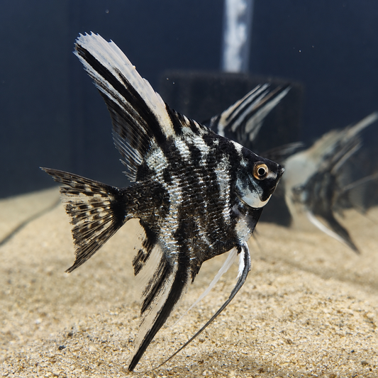 Pearlscale Marble Angelfish