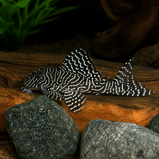 Queen Arabesque Pleco (L260)