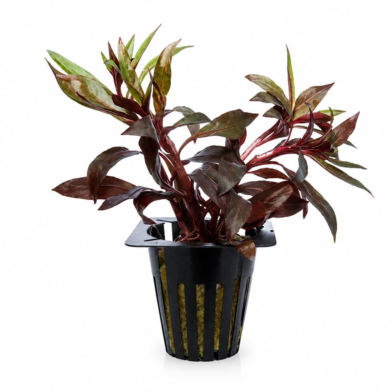 Ludwigia repens 'Deep Red' | Potted Live Aquarium Plant