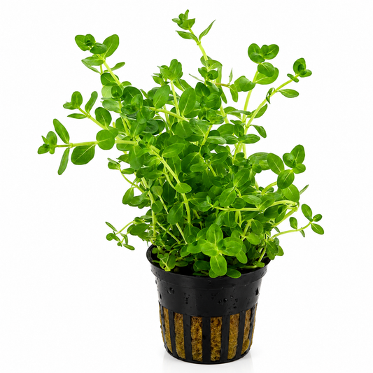 Rotala rotundifolia 'Dwarf' | Potted Live Aquarium Plant