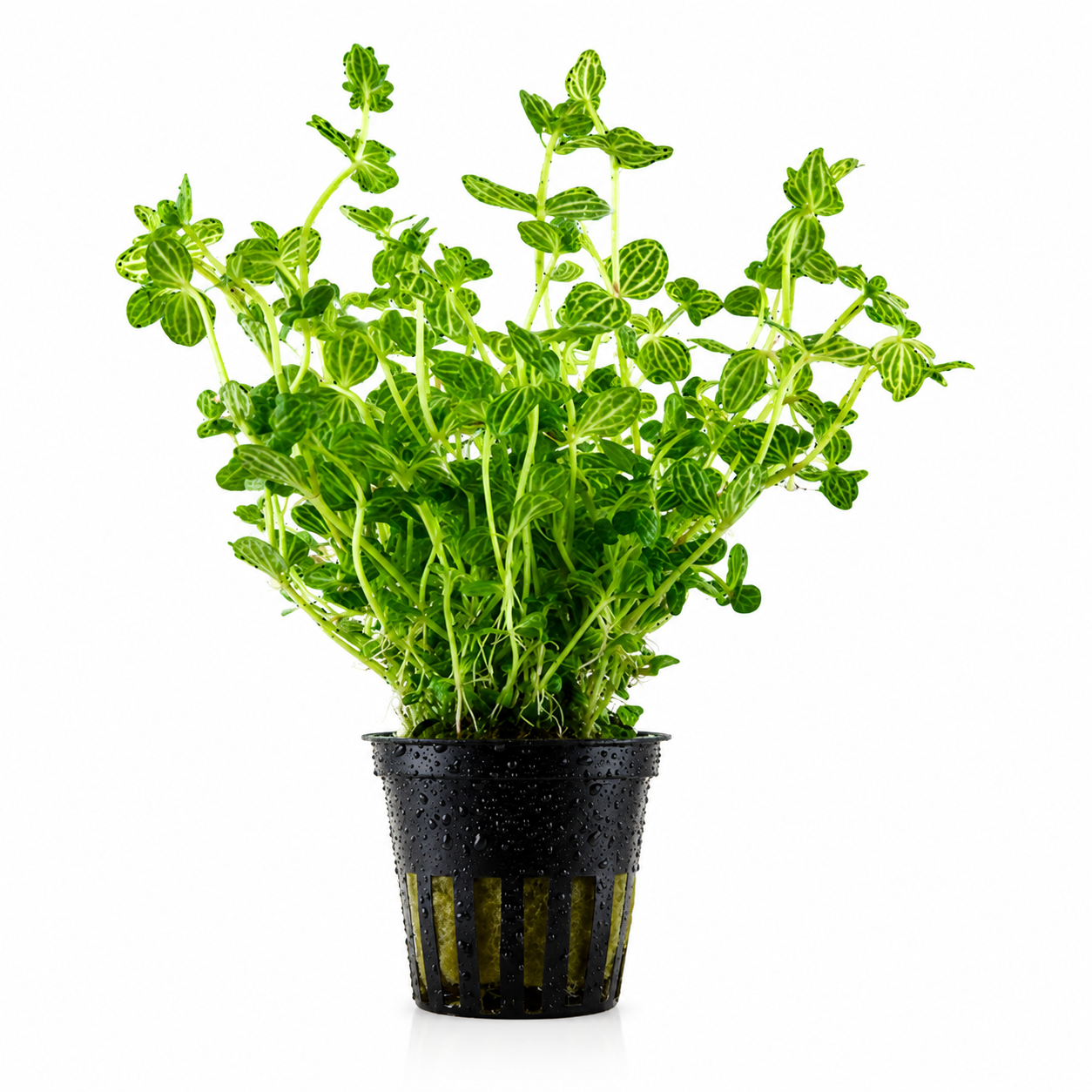 Lindernia rotundifolia | Potted Live Aquarium Plant
