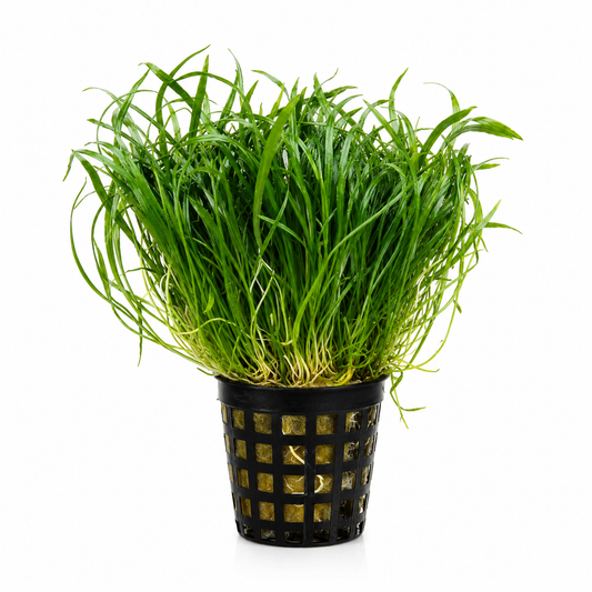 Zealandia Chain Sword (Lilaeopsis novae-zelandiae) | Potted Live Aquarium Plant