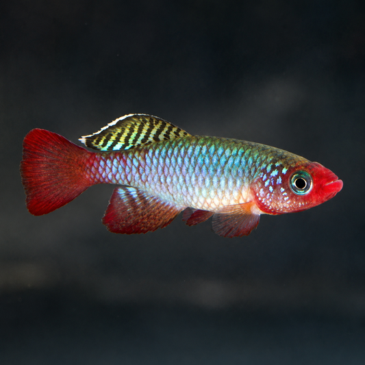 Nothobranchius rubripinnis - "Redfin Killifish" - Pairs