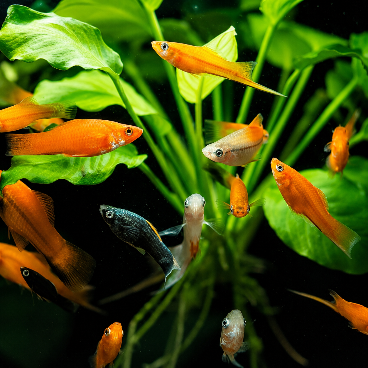 Assorted Swordtail