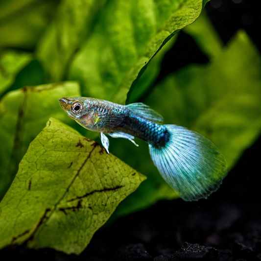 Blue Neon Male Guppy