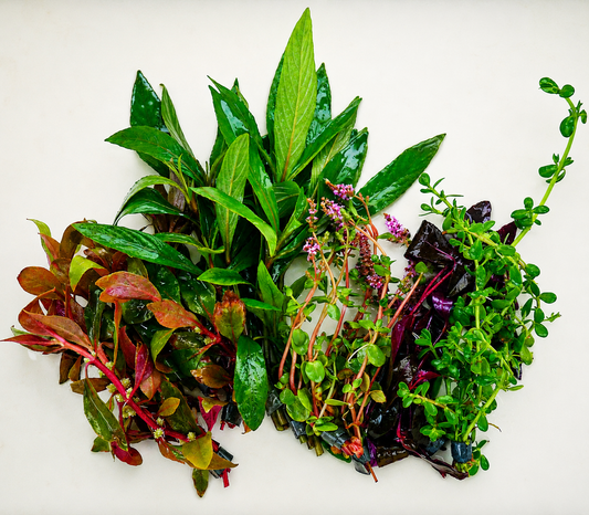 Assorted plants