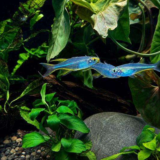 Celebes Rainbow - Marosatherina ladigesi