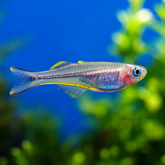 Forktail Rainbow - Pseudomugil furcatus
