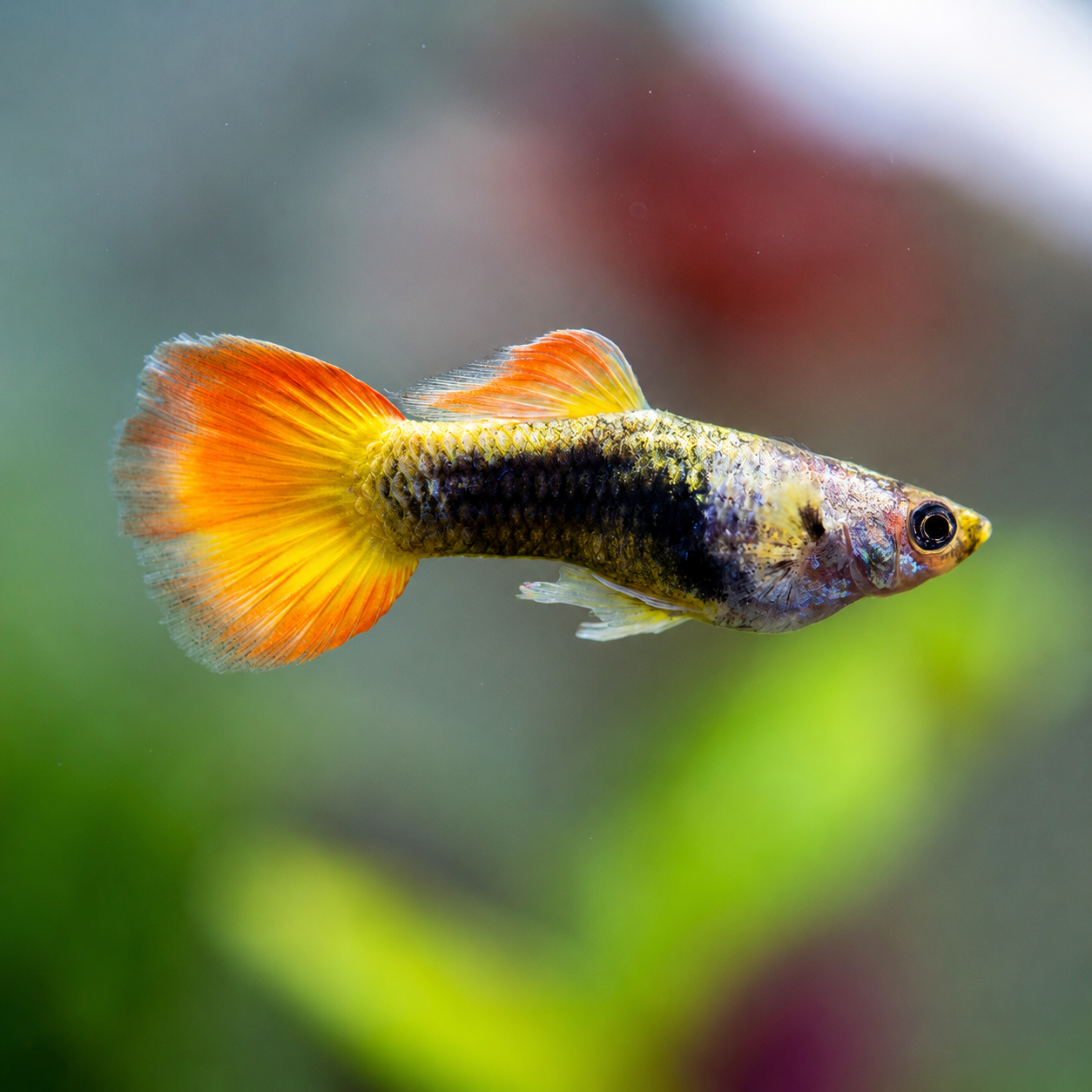 Flame Male Guppy