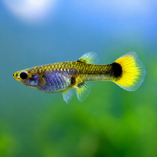 Flame Female Guppy