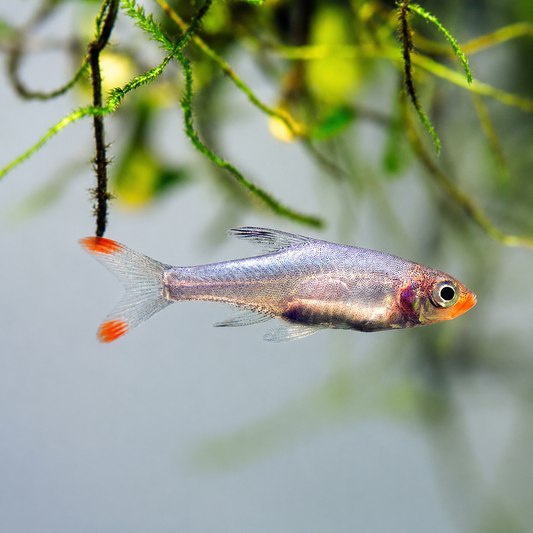 Rasbora - Sawbwa