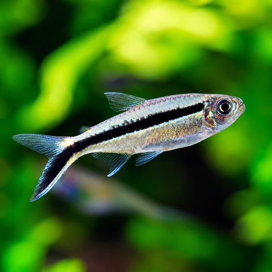 Penguin Tetra