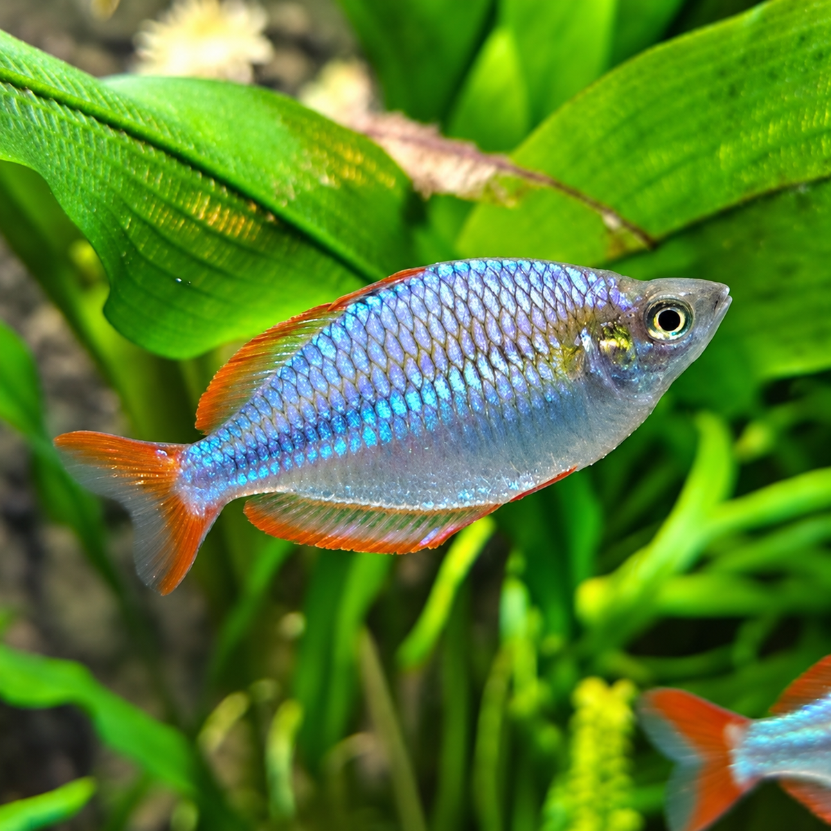Neon Dwarf Rainbow