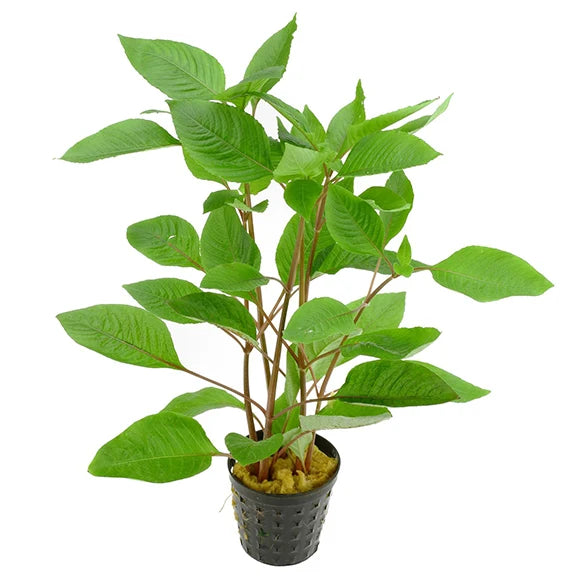 Cherry Leaf (Hygrophila corymbosa)