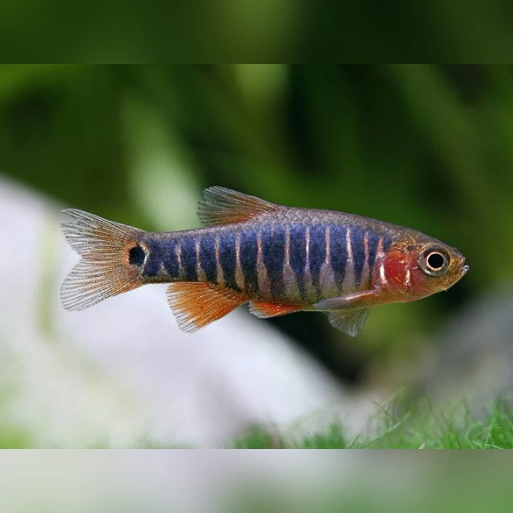 Emerald Dwarf Rasbora