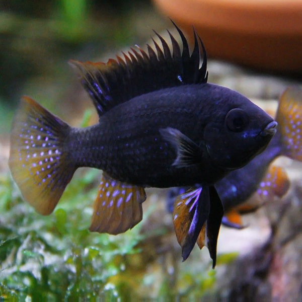 German Black Knight Ram