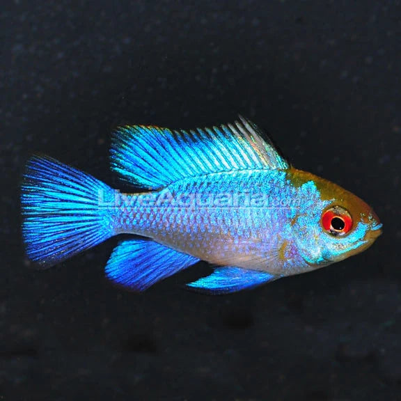 Electric Blue Ram Dwarf Cichlid