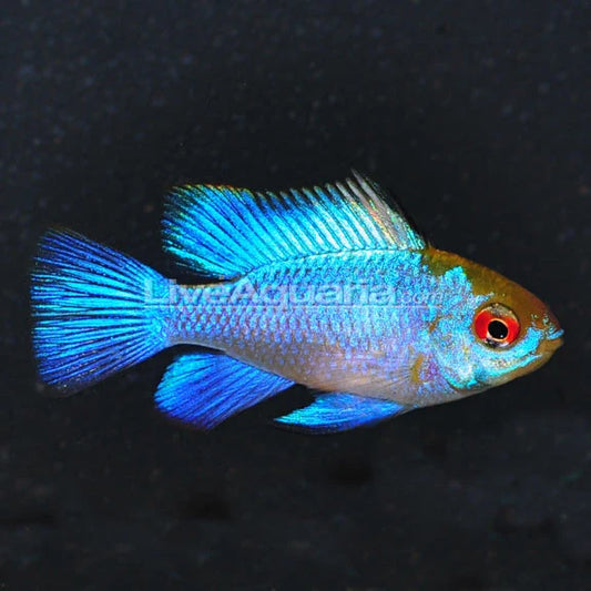Electric Blue Ram Dwarf Cichlid