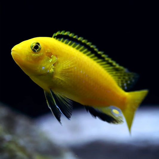 Electric Yellow Cichlid