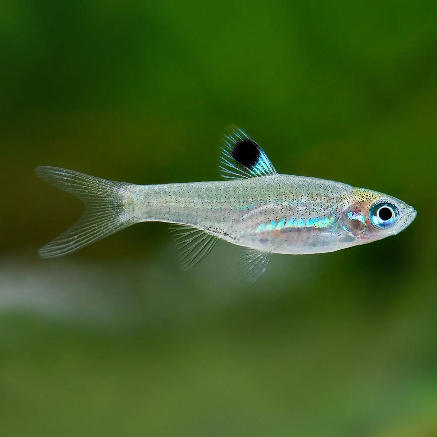 Emerald Eye Rasbora