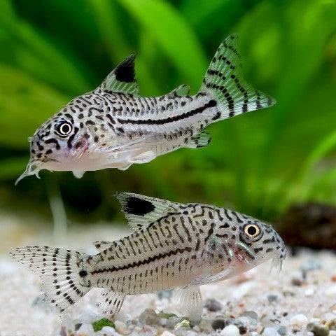 Three-lined Cory (False Julii Cory)