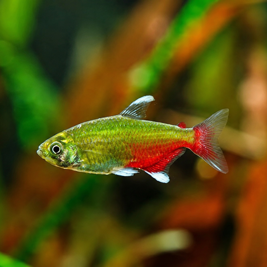 Green Fire Tetra
