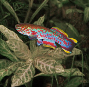 Gardneri Steel Blue Killifish - Male