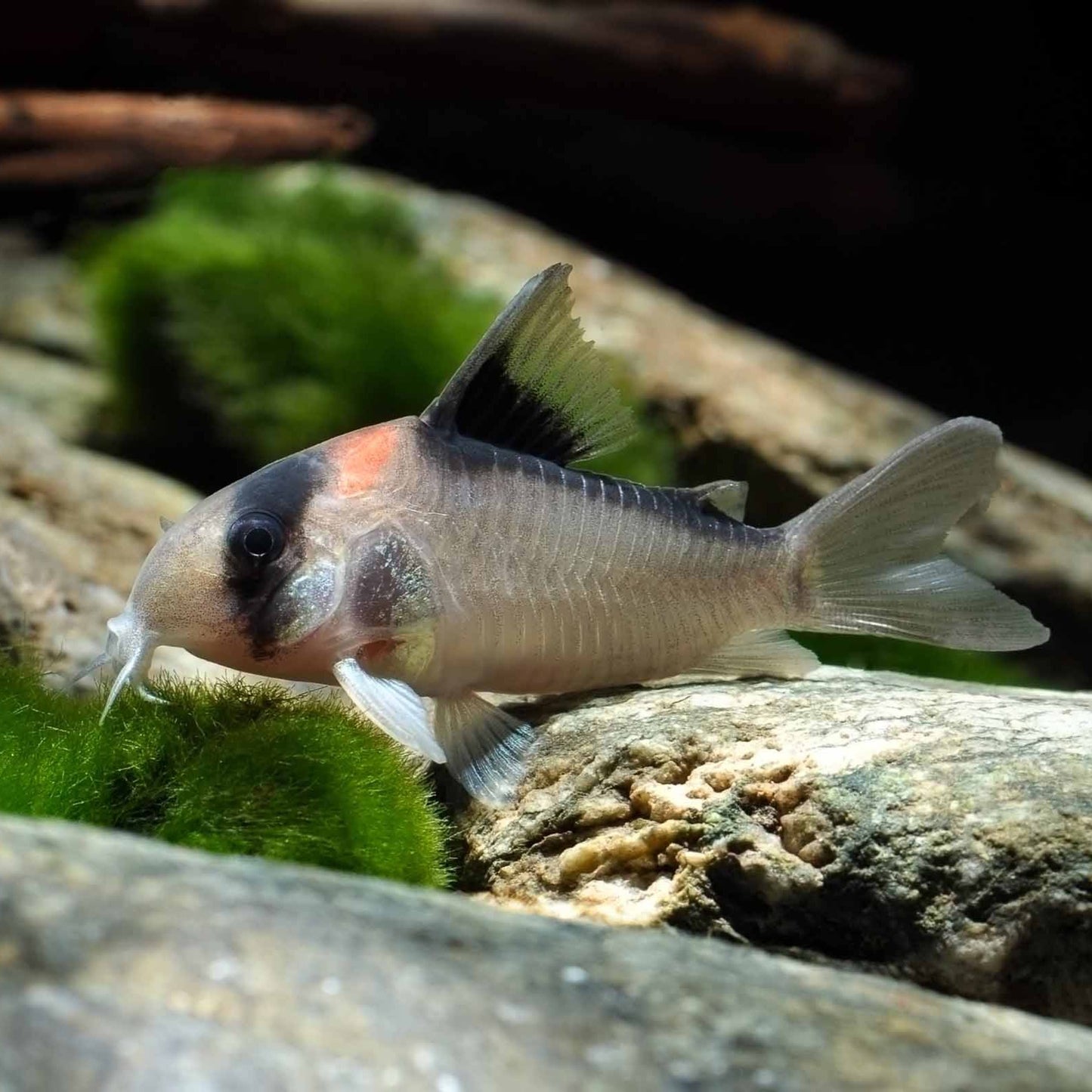 Adolfo's Cory