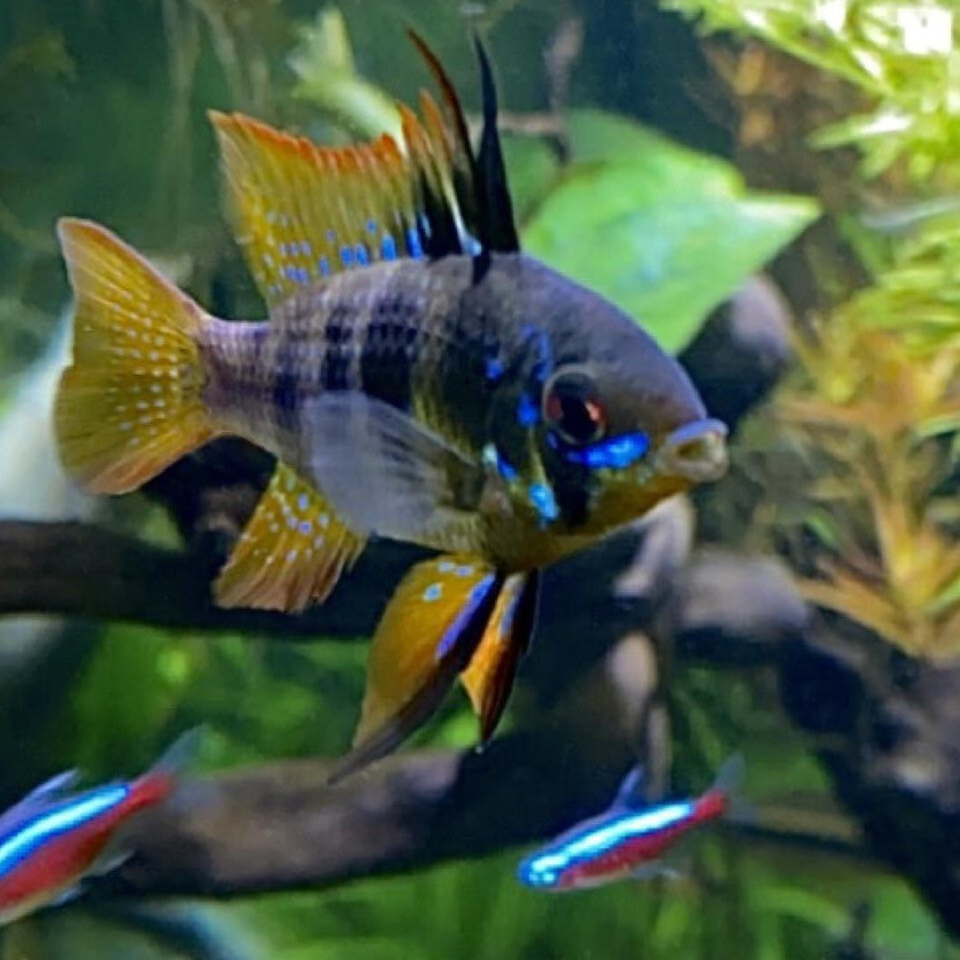 Half Black Ram Dwarf Cichlid