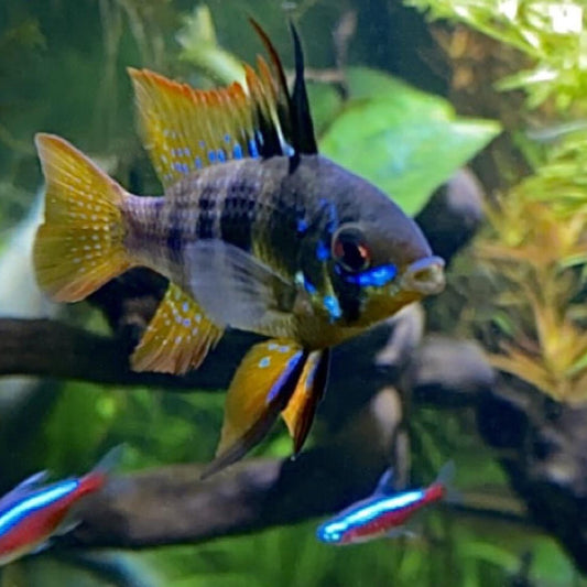 Half Black Ram - Dwarf Cichlid