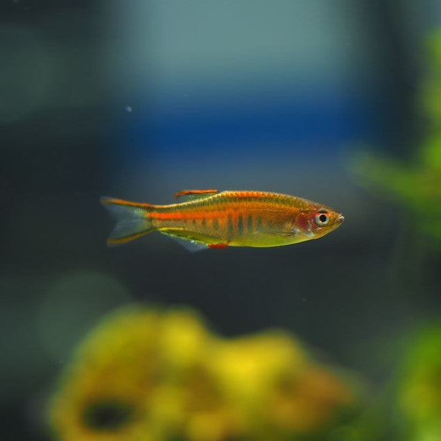 Glowlight Danio