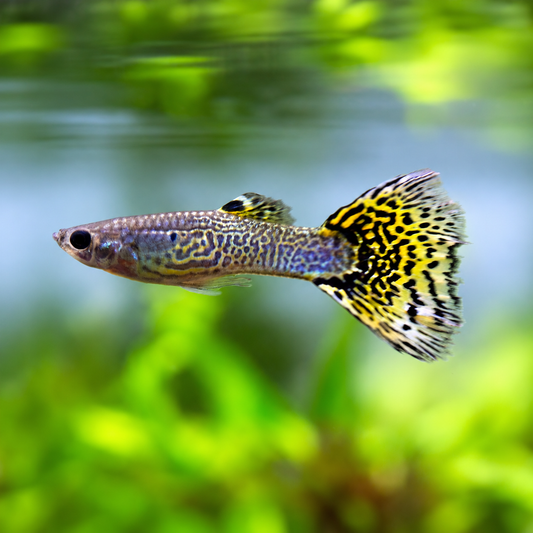 Guppy Green Cobra Male