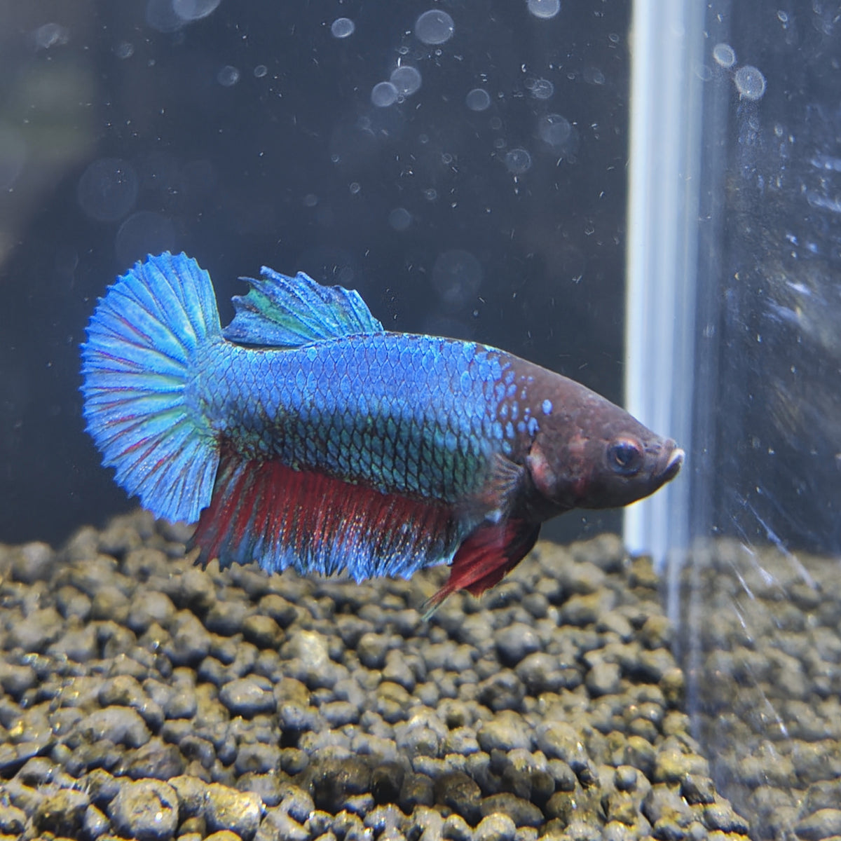 Royal Blue - Half Moon Plakat Betta