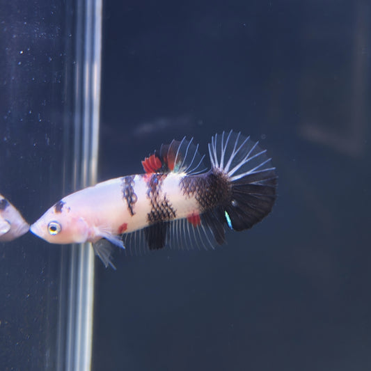 Koi - Half Moon Plakat Betta