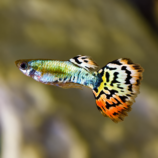 Guppy Luminous Leopardtail Male