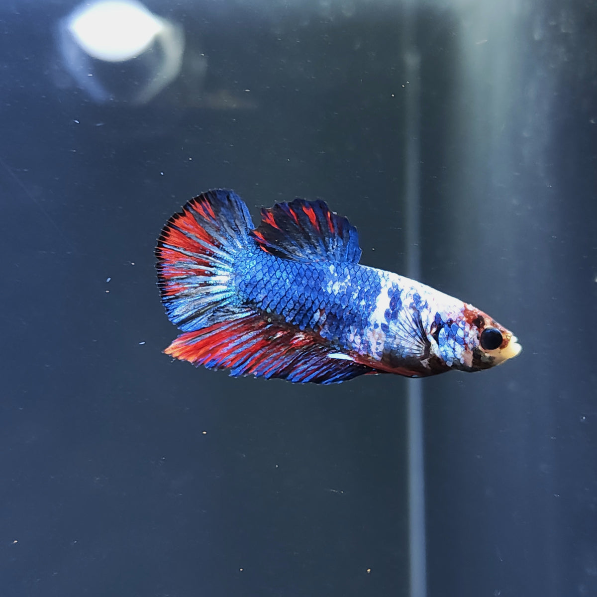 Multi Color - Half Moon Plakat Betta