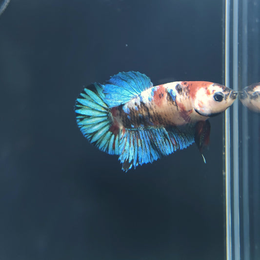 Multi Colour - Half Moon Plakat Betta