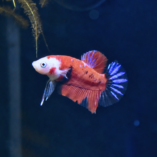 Multi Color - Half Moon Plakat Betta