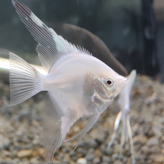 Paraiba Angelfish