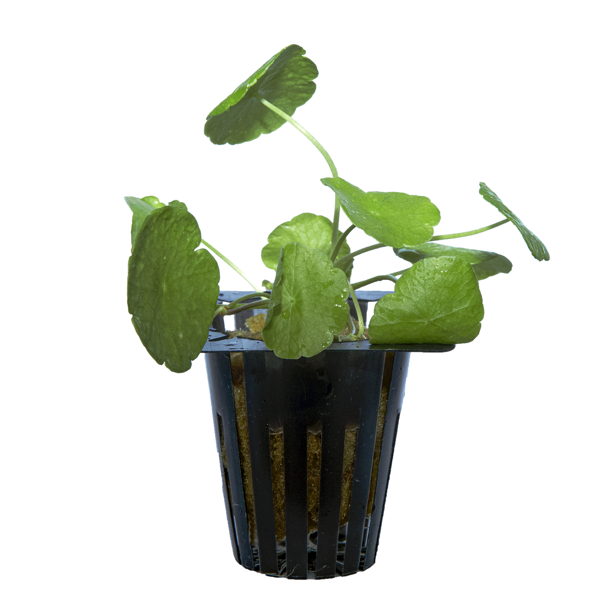 Pennywort (Hydrocotyle verticillata)