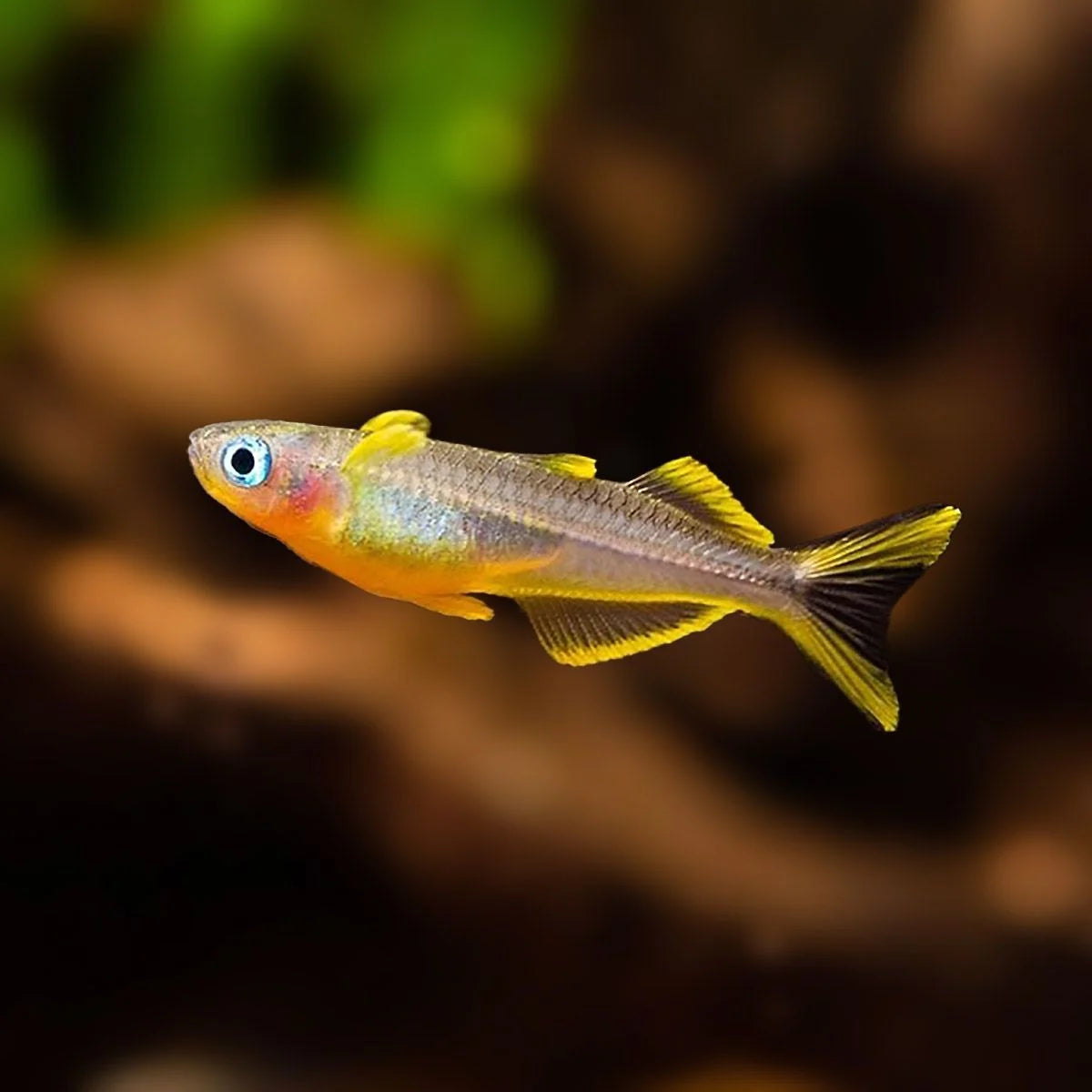 Forktail Rainbow