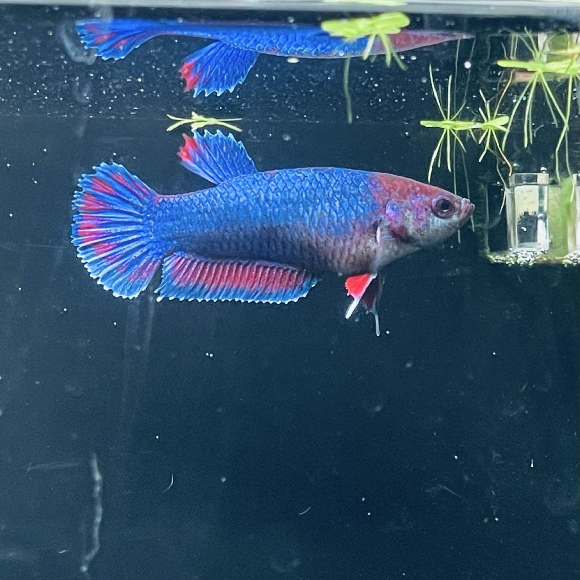 Jumbo Super Delta x Plakat Female