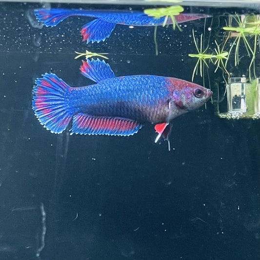 Jumbo Super Delta x Plakat Female