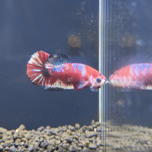 Red Galaxy Koi - Half Moon Plakat